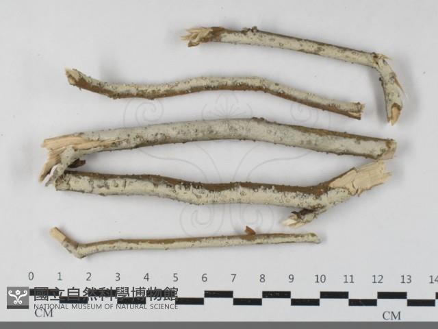 登錄號:F0033540藏品圖，第1張