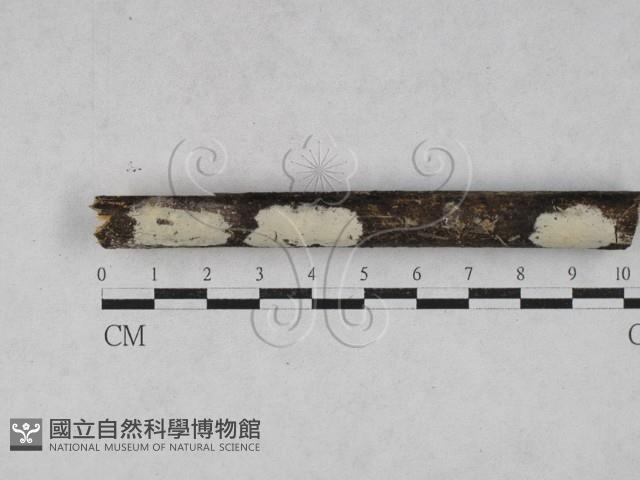 登錄號:F0028140藏品圖，第1張