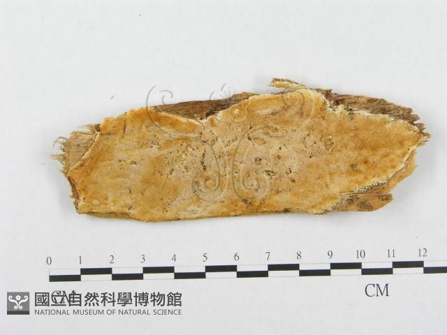 登錄號:F0008140藏品圖，第1張