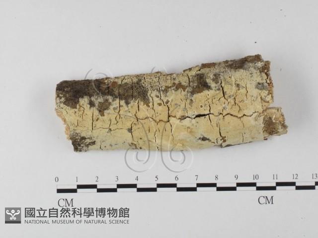 登錄號:F0020140藏品圖，第1張