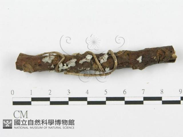裂褶菌藏品圖，第1張