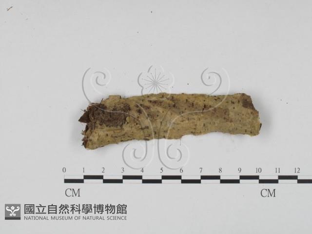 登錄號:F0010140藏品圖，第1張