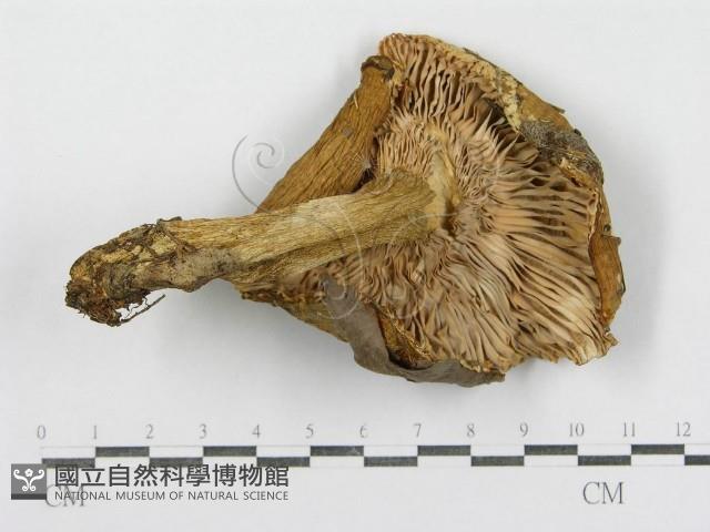 紅菇屬藏品圖，第1張