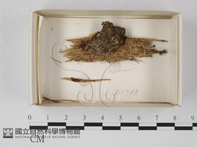 登錄號:F0021140藏品圖，第1張
