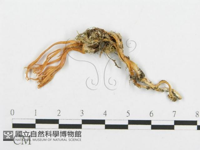 登錄號:F0001140藏品圖，第1張