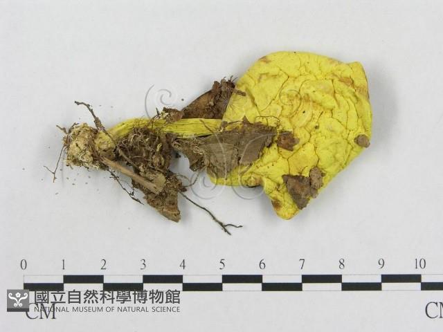 登錄號:F0011140藏品圖，第1張
