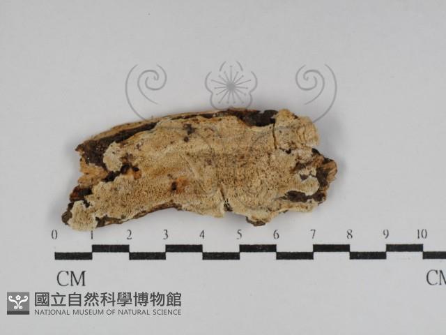 登錄號:F0031140藏品圖，第1張