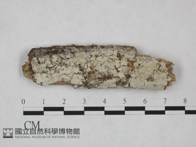 冇骨消絲齒菌藏品圖，第1張