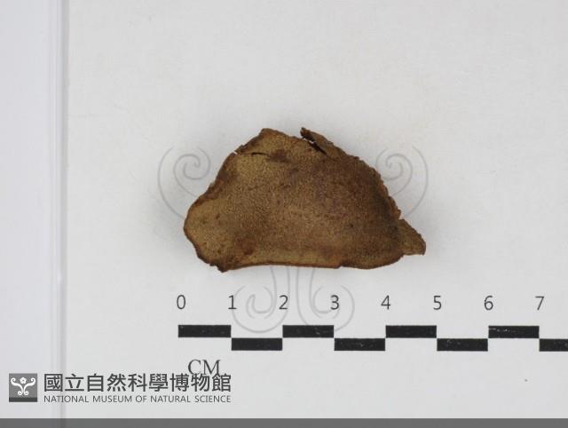 纖孔菌屬藏品圖，第1張