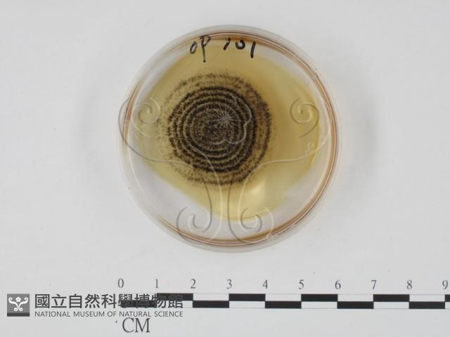 登錄號:F0022140藏品圖，第1張