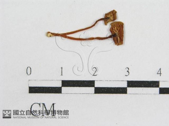 粉褶菌屬藏品圖，第1張