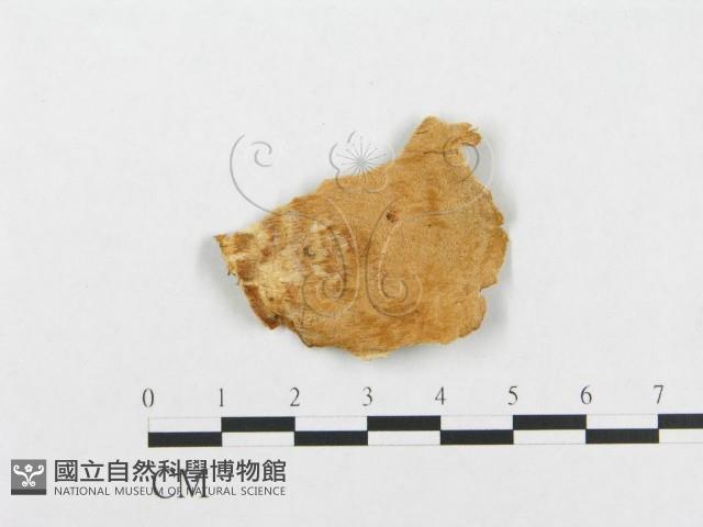 登錄號:F0007140藏品圖，第1張