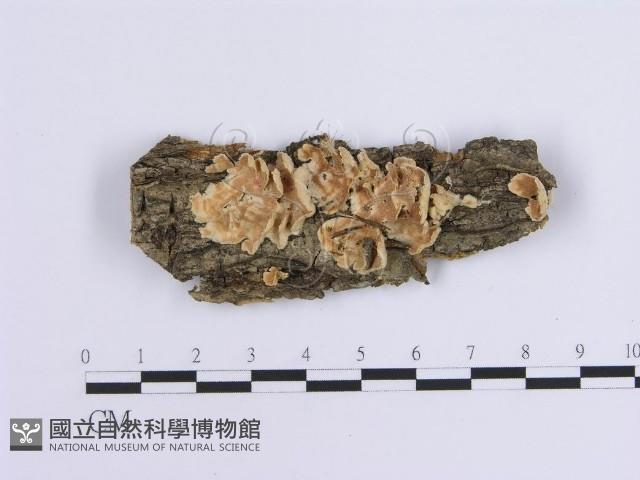登錄號:F0017140藏品圖，第1張