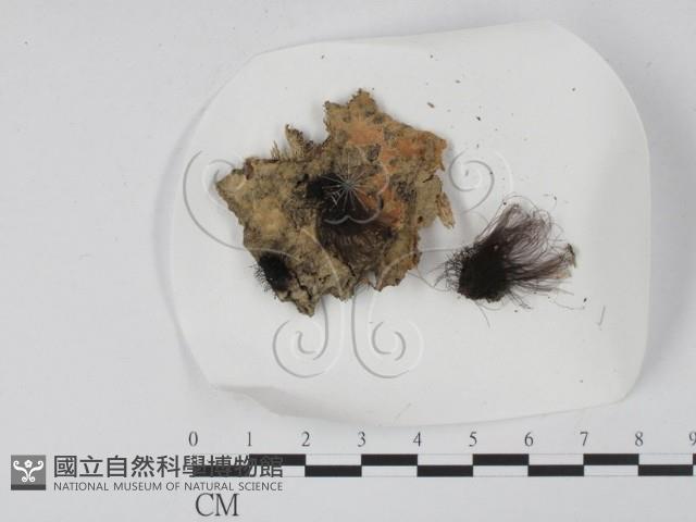 登錄號:F0005140藏品圖，第1張