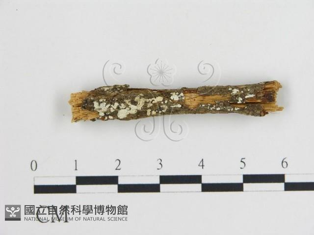 樹狀皮革菌屬藏品圖，第1張