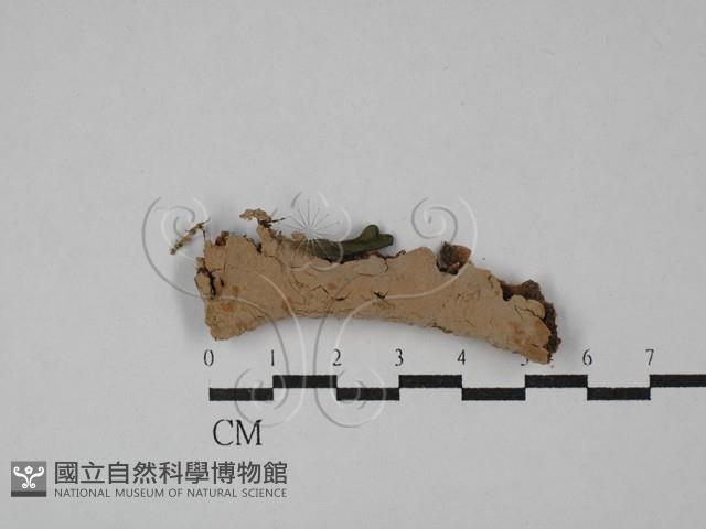 登錄號:F0029140藏品圖，第1張