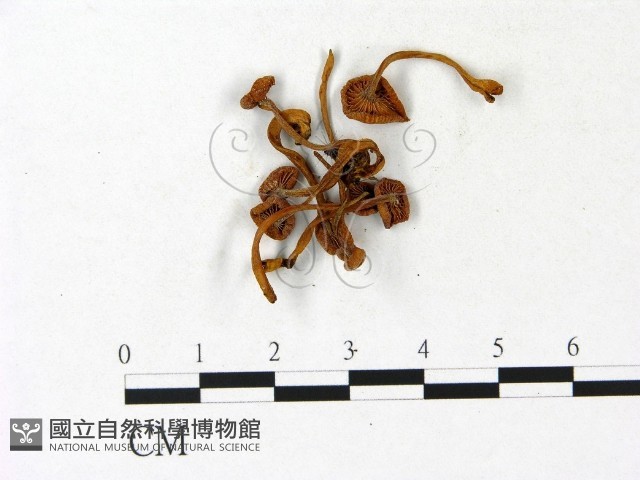 登錄號:F0023140藏品圖，第1張