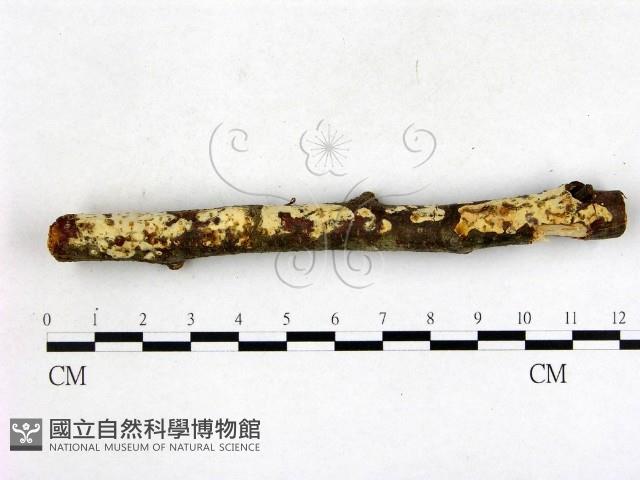 登錄號:F0003140藏品圖，第3張