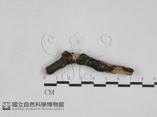 登錄號:F0028040藏品圖，第1張