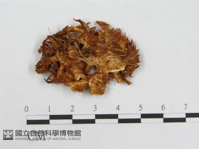 登錄號:F0008040藏品圖，第1張