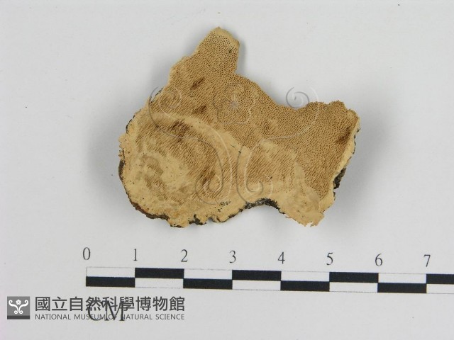 登錄號:F0010040藏品圖，第1張