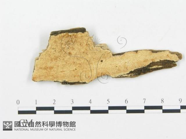 登錄號:F0006040藏品圖，第1張