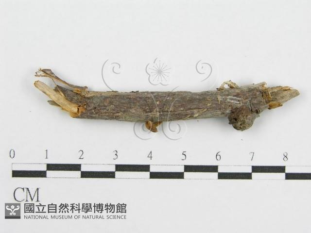 登錄號:F0011040藏品圖，第1張