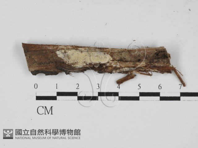 冇骨消絲齒菌藏品圖，第1張