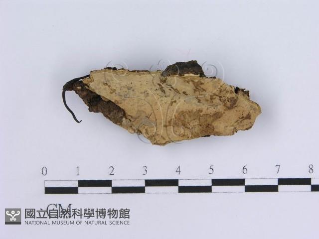 登錄號:F0014040藏品圖，第1張