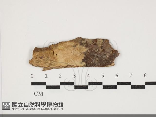 登錄號:F0034040藏品圖，第1張