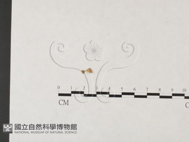 發光小菇藏品圖，第1張