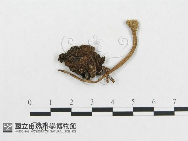 登錄號:F0002040藏品圖，第1張
