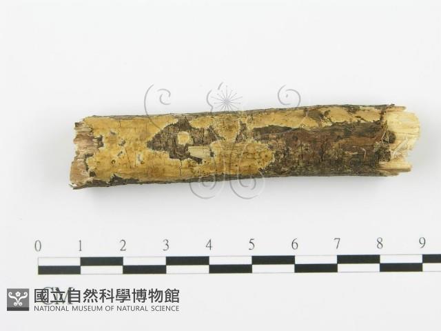 射脈菌屬藏品圖，第1張