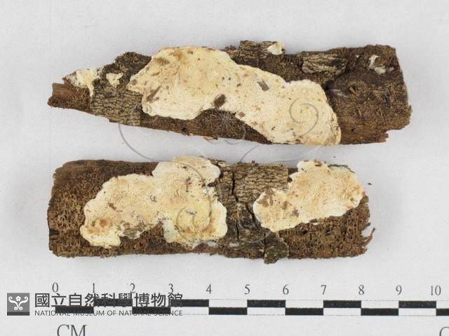 骨皮菌屬藏品圖，第1張