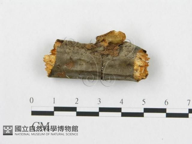 登錄號:F0007040藏品圖，第1張