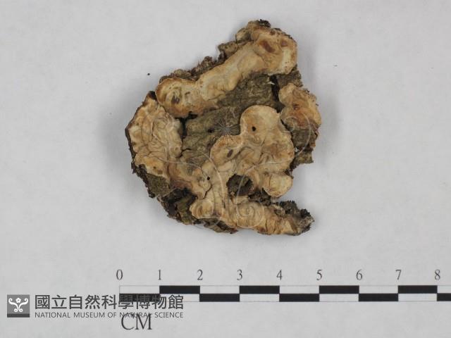 顯絲菌屬藏品圖，第1張