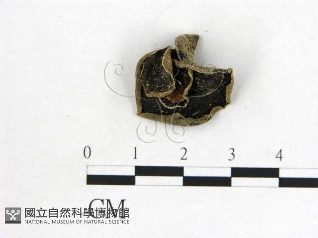 毛木耳藏品圖，第1張