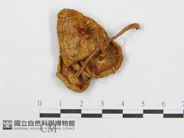 登錄號:F0013040藏品圖，第1張