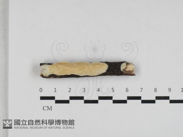 登錄號:F0033040藏品圖，第1張