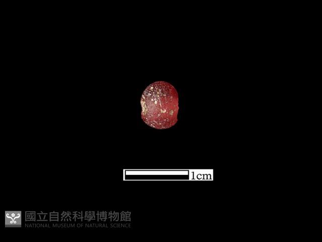 玻璃珠藏品圖，第1張