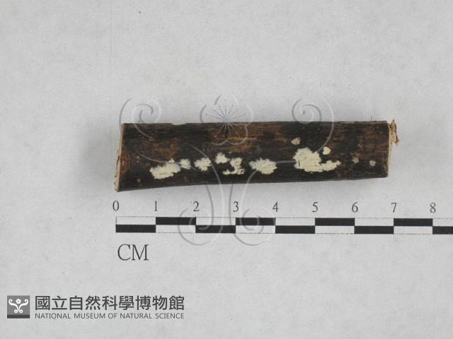登錄號:F0028340藏品圖，第1張