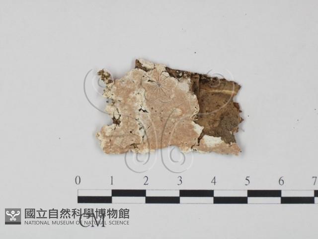 登錄號:F0008340藏品圖，第1張