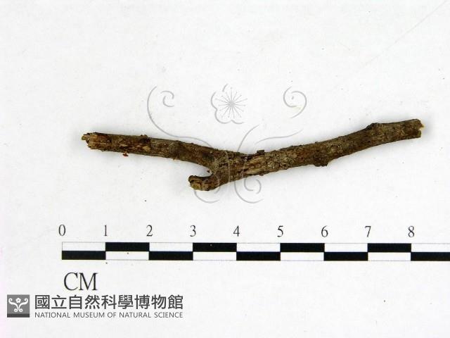 登錄號:F0000340藏品圖，第1張