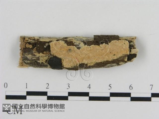 登錄號:F0010340藏品圖，第1張