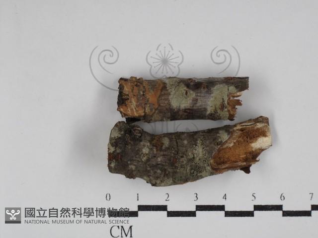 筍殼菌屬藏品圖，第1張