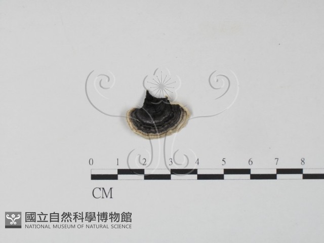 雲芝藏品圖，第1張