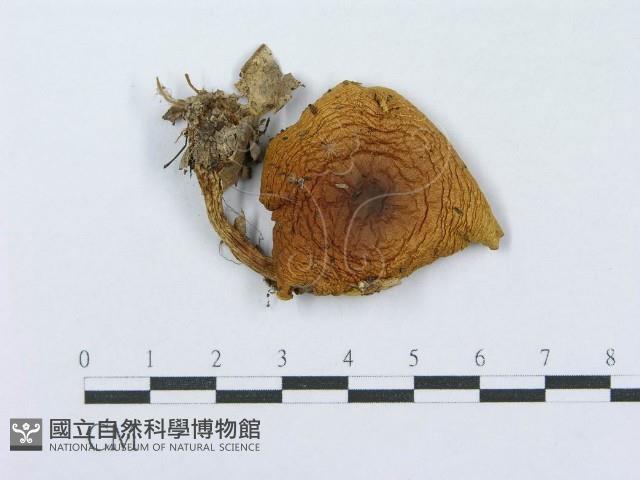 登錄號:F0016340藏品圖，第1張