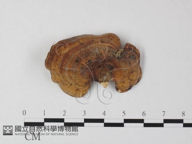 相鄰小孔菌藏品圖，第1張