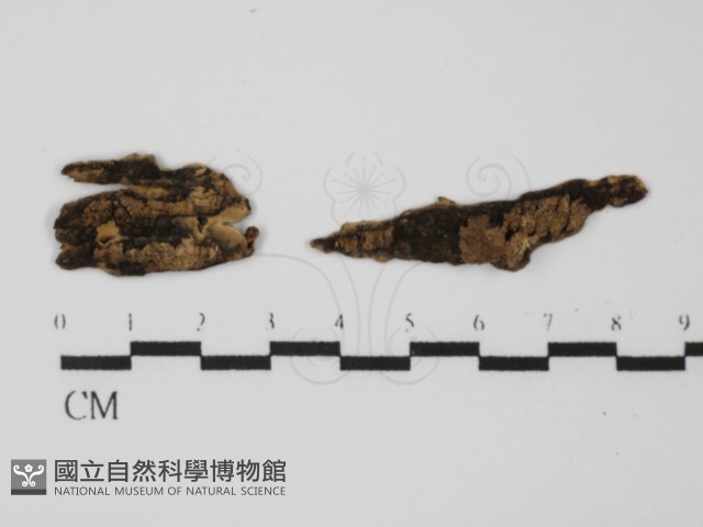登錄號:F0031340藏品圖，第1張