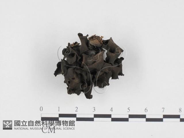 登錄號:F0024340藏品圖，第1張